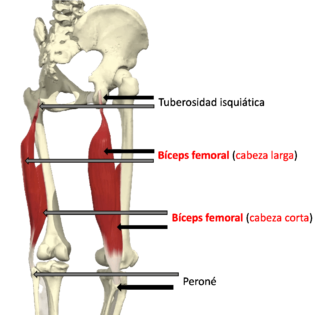 Descripción anatómica del músculo bíceps femoral