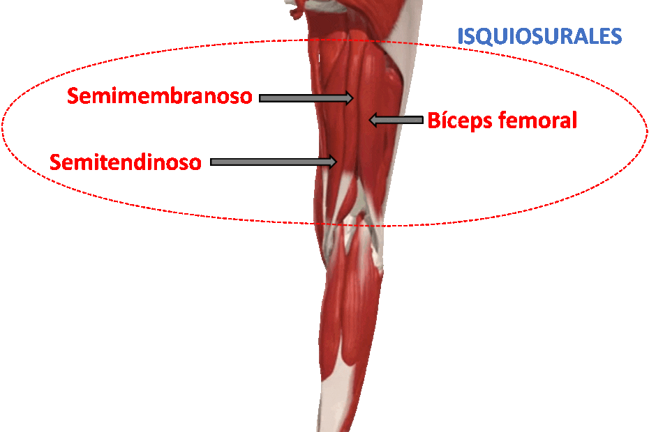 Musculatura Isquiosural