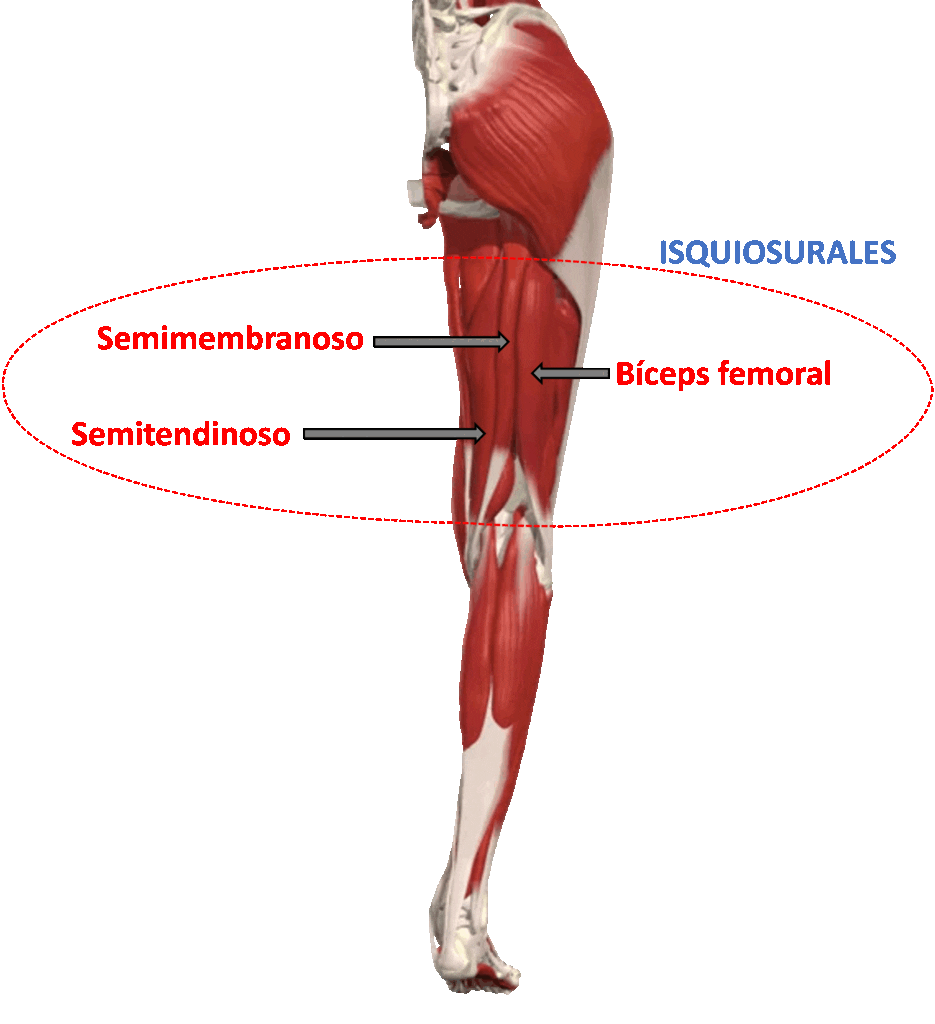 Musculatura Isquiosural