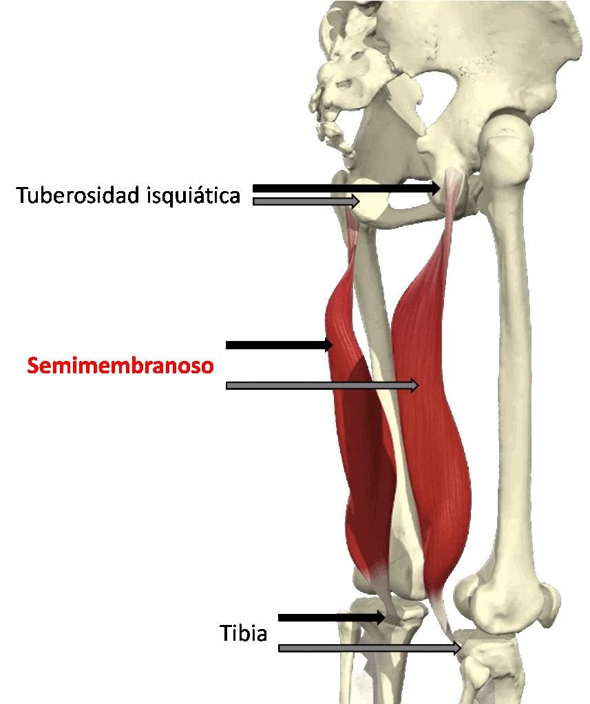 Descripción anatómica del músculo Semimembranoso