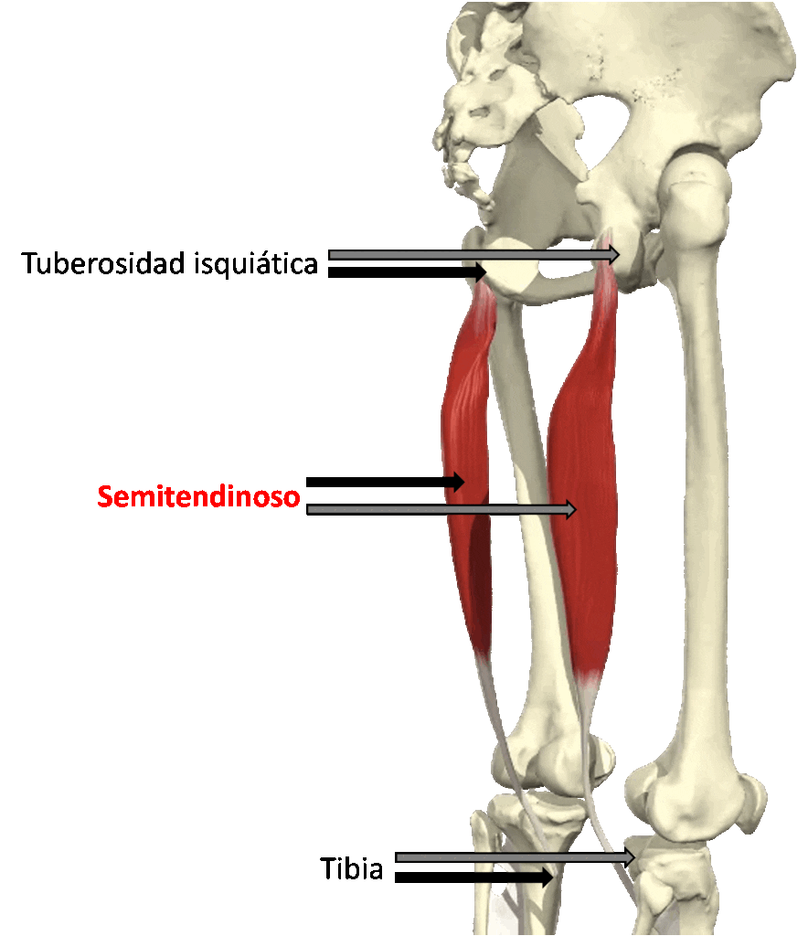 Descripción anatómica del músculo Semitendinoso
